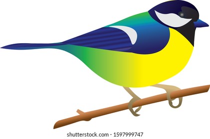 Tit bird birds illustrative editorial