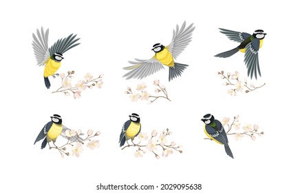 Tit Bird with Black Head and White Cheeks Flying and Sitting on Apple Blossom Branch Vector Set