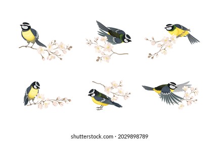 Tit Bird with Black Head and White Cheeks Flying and Sitting on Apple Blossom Branch Vector Set