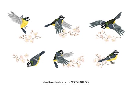 Tit Bird with Black Head and White Cheeks Flying and Sitting on Apple Blossom Branch Vector Set