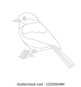 tit bird , lining draw  ,profile  view