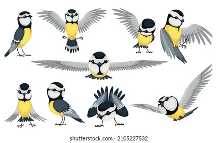 Tit bird set in different position. Titmouse bird in cartoon flat style beautiful character. Vector illustration isolated on white background