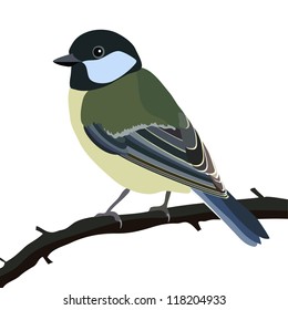 tit bird sitting on a tree branch, isolated on white background