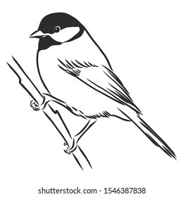 tit bird sketch, contour vector illustration 