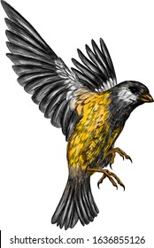 tit bird with yellow feathers in flight vector illustration