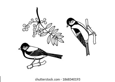 Tit birds set. Rowan branch. Vector stock illustration eps10. Hand drawing. Outline.
