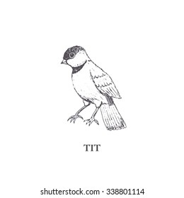 tit, hand draw bird
