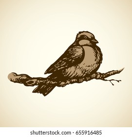 Tit isolated on white backdrop. Monochrome freehand outline ink hand drawn picture sketchy in retro doodle engraving style. Closeup side view with space for text 