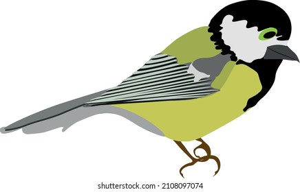 Tit isolated vector image. Cute cartoon bird.