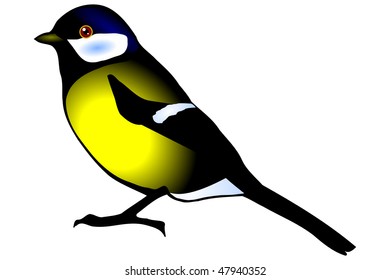 tit, oxeye (Pants major), isolated on the white background