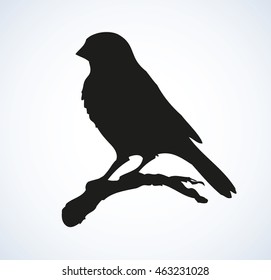 Tit, Paridae family isolated on white backdrop. Black ink hand drawn logo sketchy in retro engraving style. Closeup view with space for text