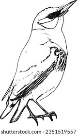 tit sitting on a branch. black and white vector pencil drawing. isolated image. Vector graphics.