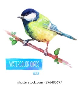 Tit watercolor  bird isolated on white background. Vector illustration
