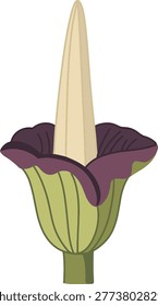 Titan Arum Corpse Flower Illustration