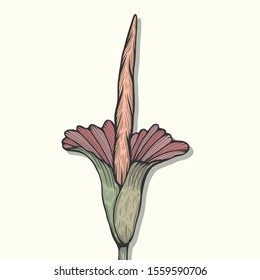 The Titan Arum Flower Art