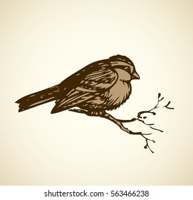 Titmice on white backdrop. Monochrome ink hand drawn picture sketchy in engraving style. Closeup view with space for text on sky