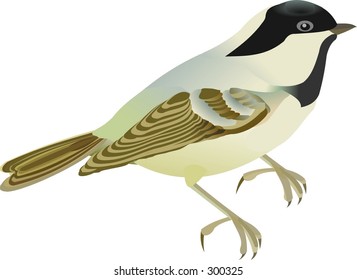 titmouse