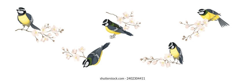 Titmouse Bird with Blooming Tree Branch Vector Set