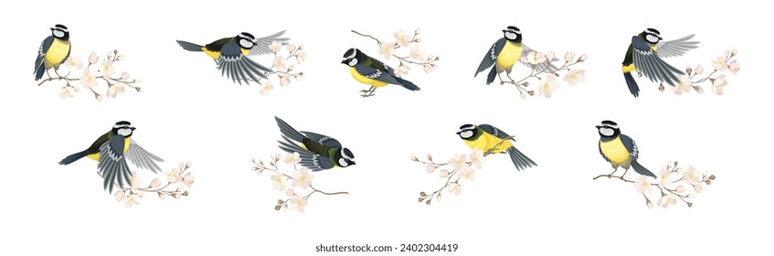 Titmouse Bird with Blooming Tree Branch Vector Set