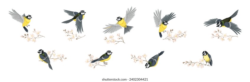 Titmouse Bird with Blooming Tree Branch Vector Set