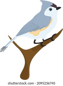 Titmouse bird, illustration, vector on a white background.