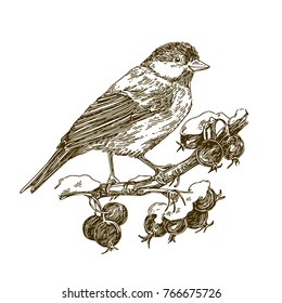 Titmouse bird sitting on snow-covered  branch of wild rose. Engraving style. Sketch. Vector illustration.