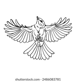 Titmouse. Flying bird. Hand drawn vector illustration.