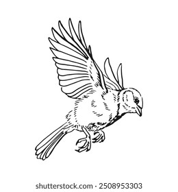Titmouse. Flying bird. Hand drawn vector illustration.