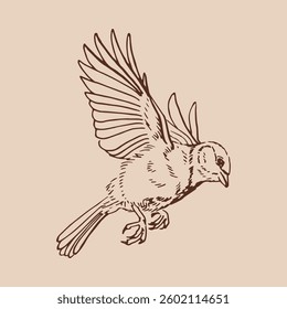 Titmouse. Flying bird. Hand drawn vector illustration.