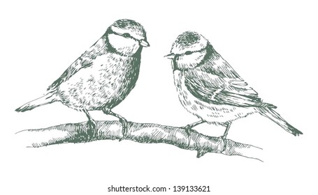 Titmouse hand drawn graphics vector