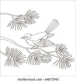 Titmouse sitting on a branch of a pine tree, isolated, contours