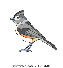 Titmouse. Vector illustration isolated on white background.