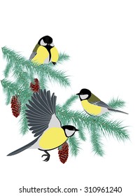 tits on spruce branches with cones