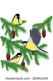 tits on spruce branches with cones