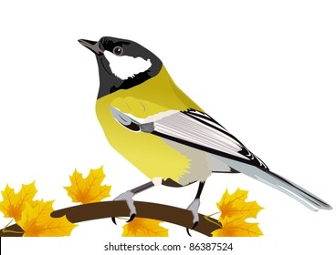 Tit-winter bird on a branch of maple. The illustration on white background