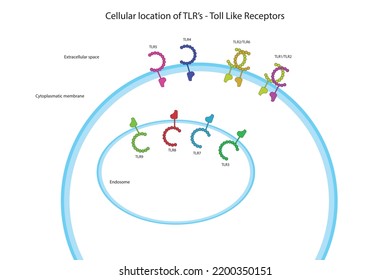 TLR (Toll like receptor) cellular location diagram illustration showing membrane and endosome bound TLR's. Immunology receptors graphic illustration.