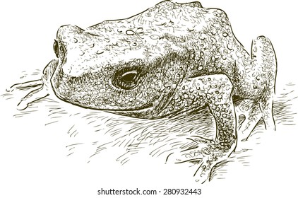 toad