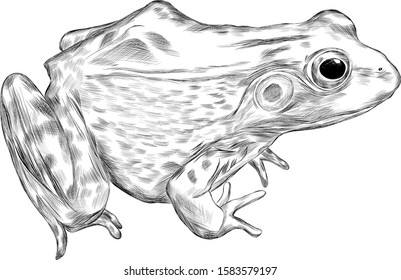 toad black and white realistic animal vector