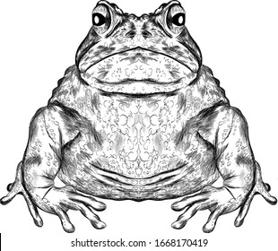 toad drawing