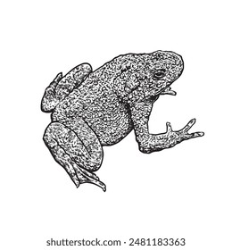 toad clipart black and white, the Eastern Persian toad. Ink black and white drawing. Vector illustration
