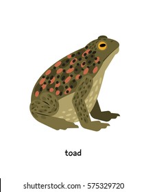 Toad - contradictory amphibian, symbol of wisdom and longevity