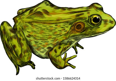 toad green realistic animal vector