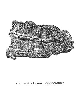 Toad, hand drawn sketch in vector, vintage illustration of reptile in engraving style