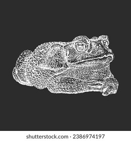 Toad, hand drawn sketch in vector, vintage illustration of reptile in engraving style