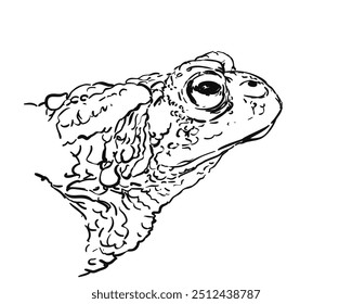 Toad head side view, Hand drawn vector illustration, Portrait of an amphibian with detailed sketch of rough skin