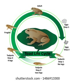 Toad life cycle, from eggs to adults Have tadpoles in the middle of life