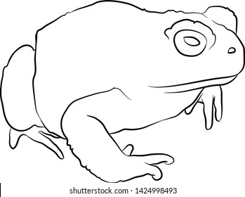 Toad. Line drawing. Vector illustration