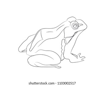 toad lines, vector, white background