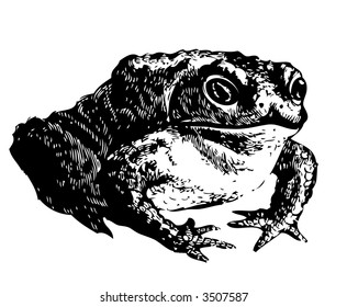 toad toad toad nature rainforest reptile earth animals tropical scenery tropic silhouette art draft caricature latitude painting graphic picture science draw comic frog shadow image drawing filthy ill