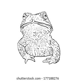 Toad on stretching neck pose
